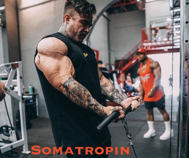 Somatropin-body-gear